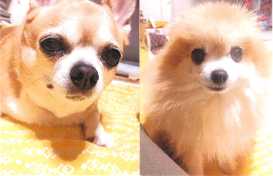 ポメラニアン122